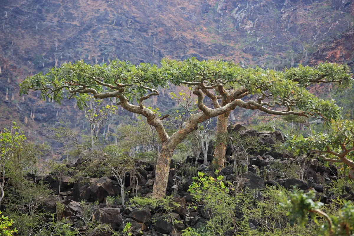 Boswellia frankincense trees growing on a rocky landscape