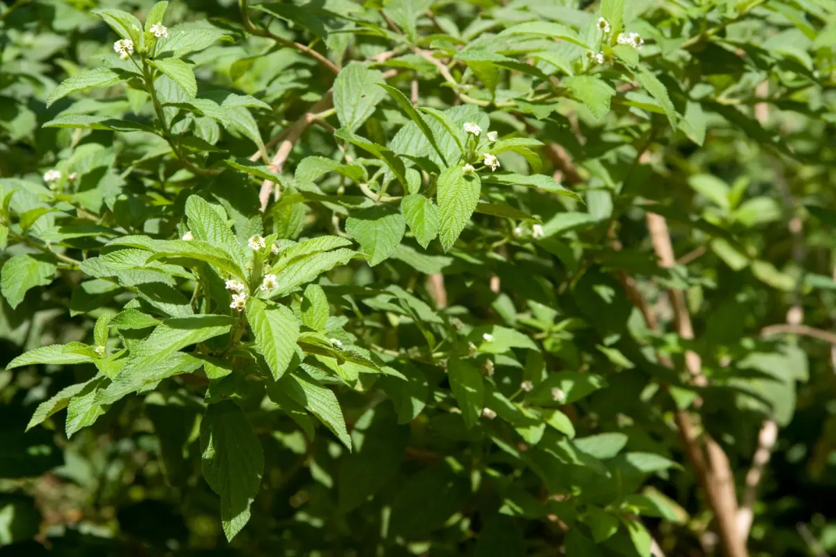 Lippia javanica shrub with textured green leaves and small white flowers