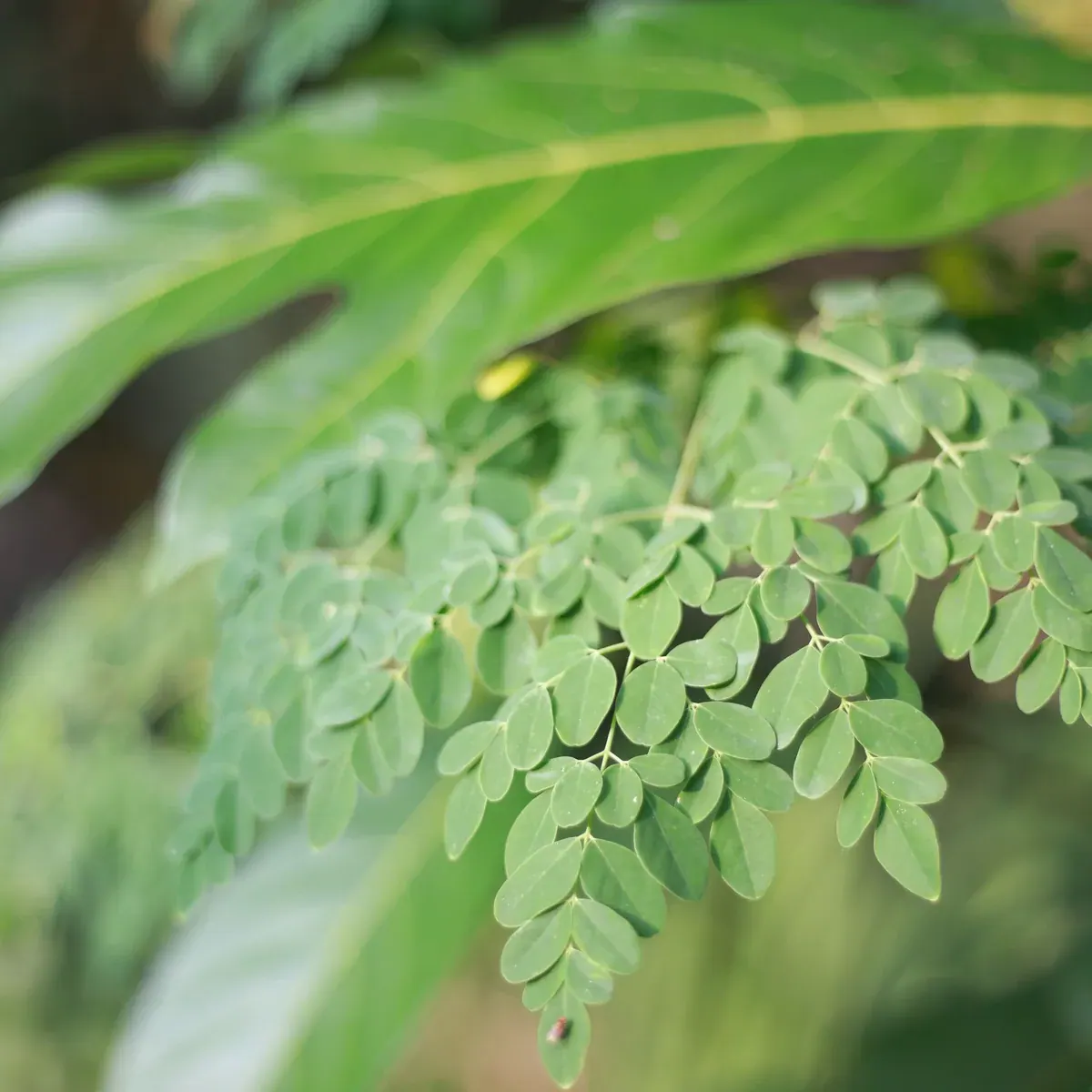 Fresh moringa leaves beside a bowl of moringa powder