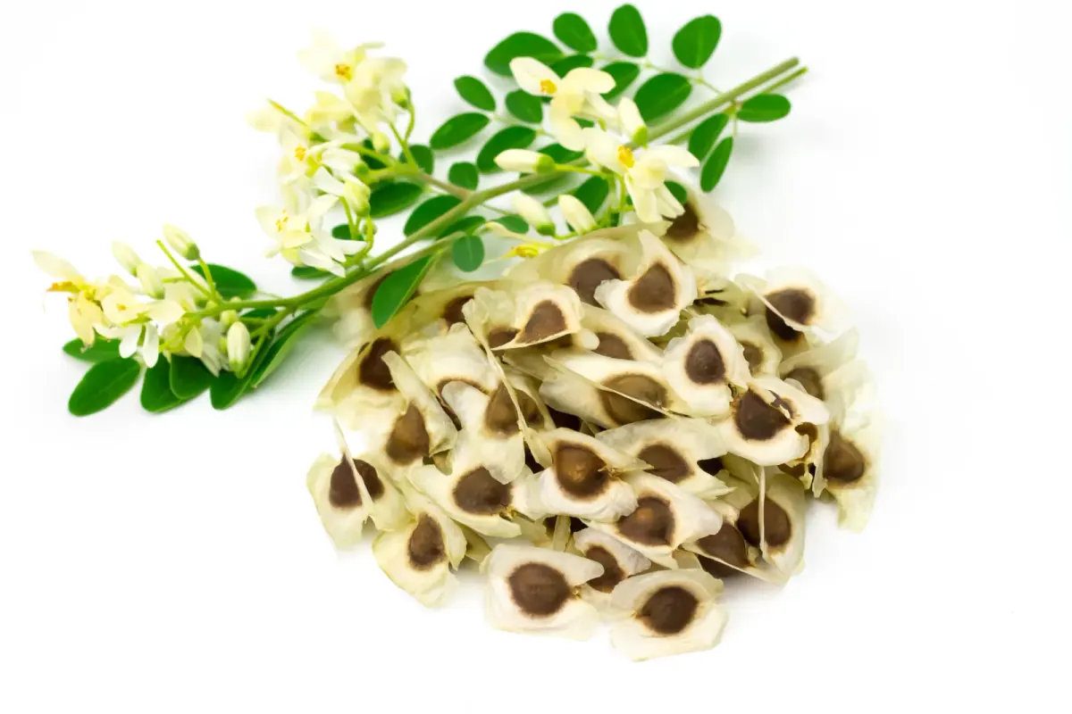 Moringa seeds, flowers and green leaves