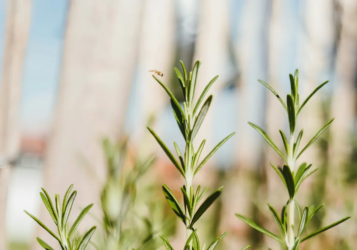 Rosemary growing in the field